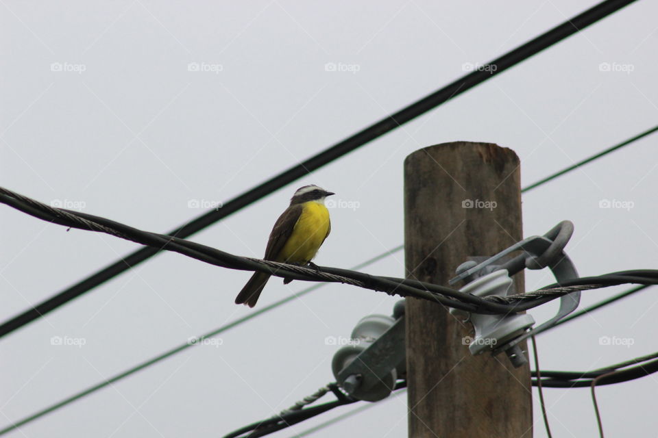 beautiful yellow breasted bird  in Costa Rica