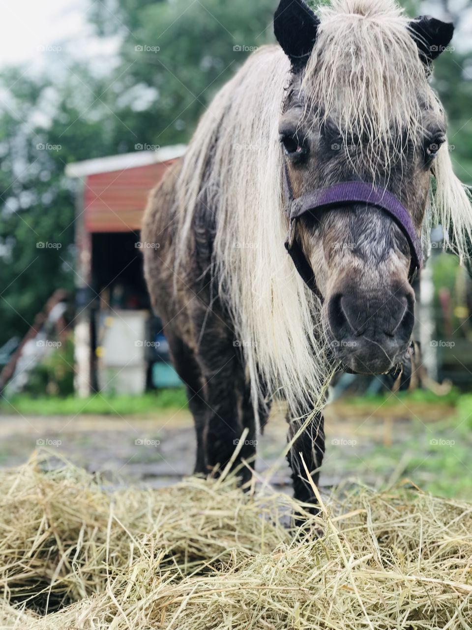 Snickers, a twenty-seven year old Shetland pony who has provided many children with hours of joy, relaxing in his retirement while eating hay in South Georgia in a light rain in the woods. 