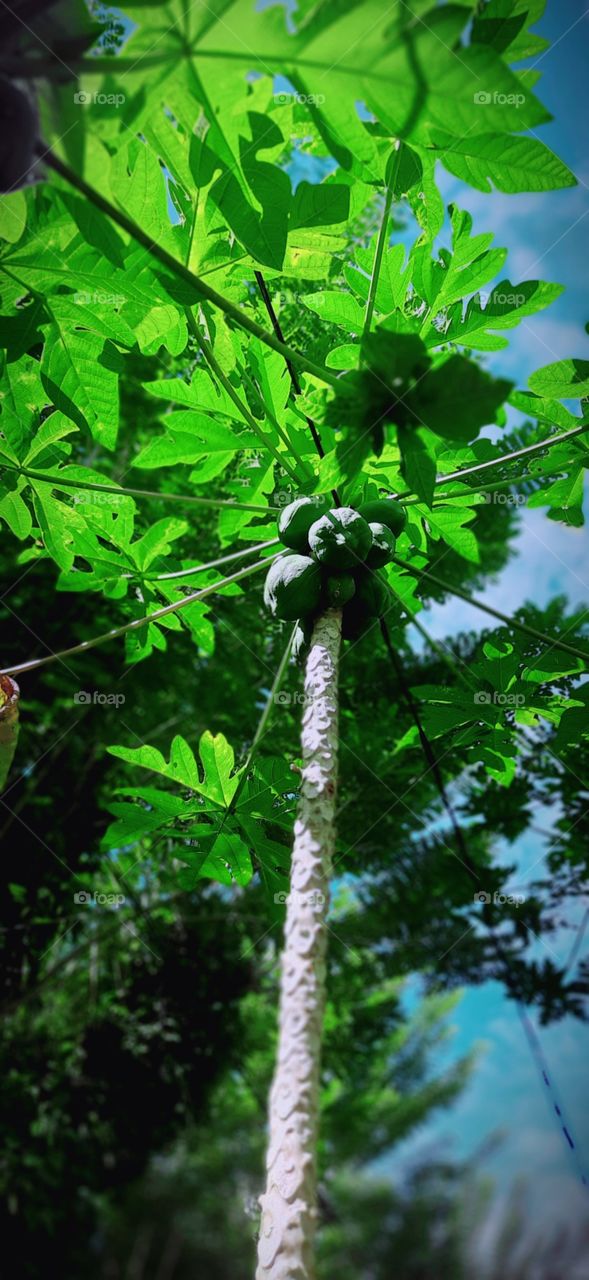 papaya tree