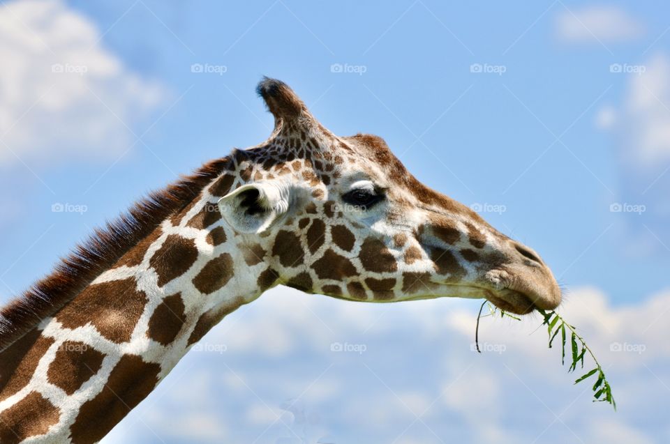 Giraffe eating plants 