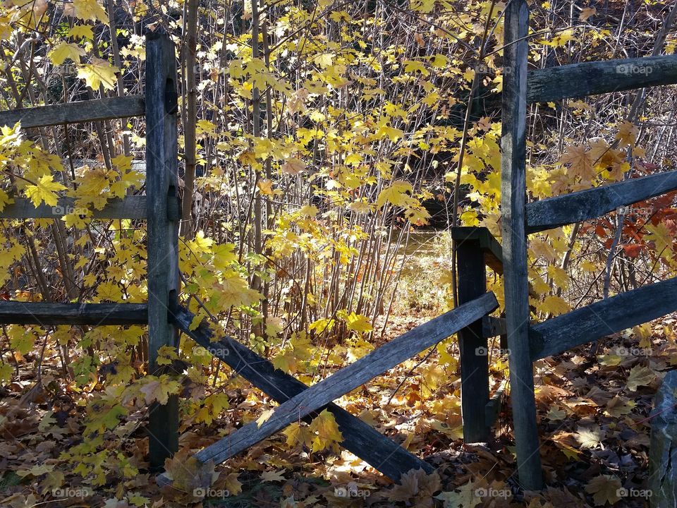 Fall, Leaf, Fence, Wood, Tree