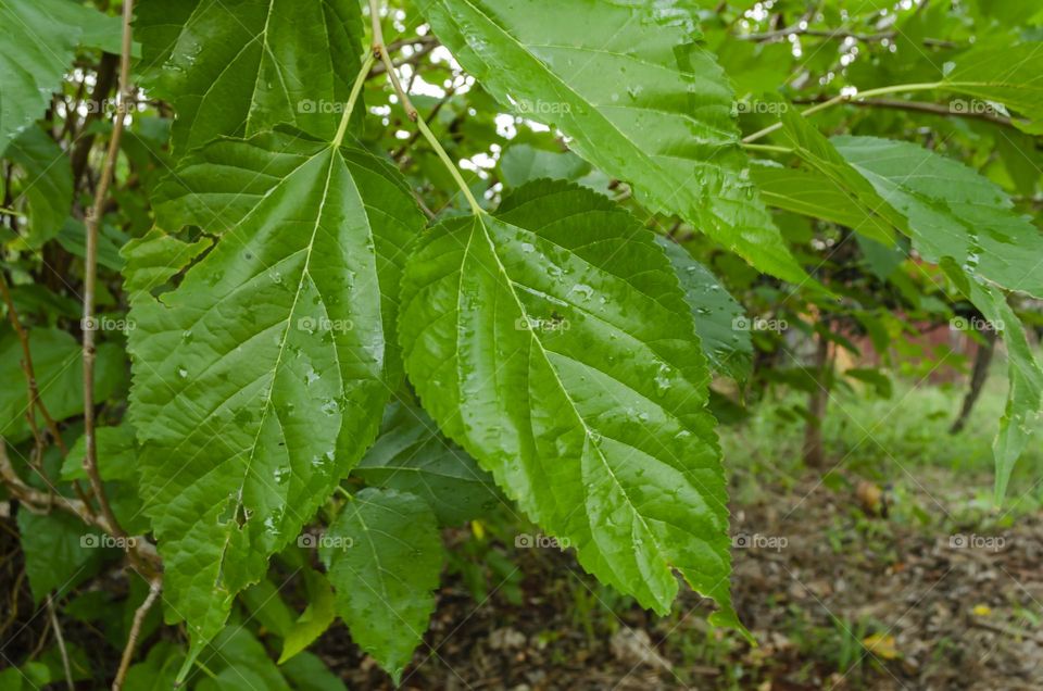 Apple Tree Leaf