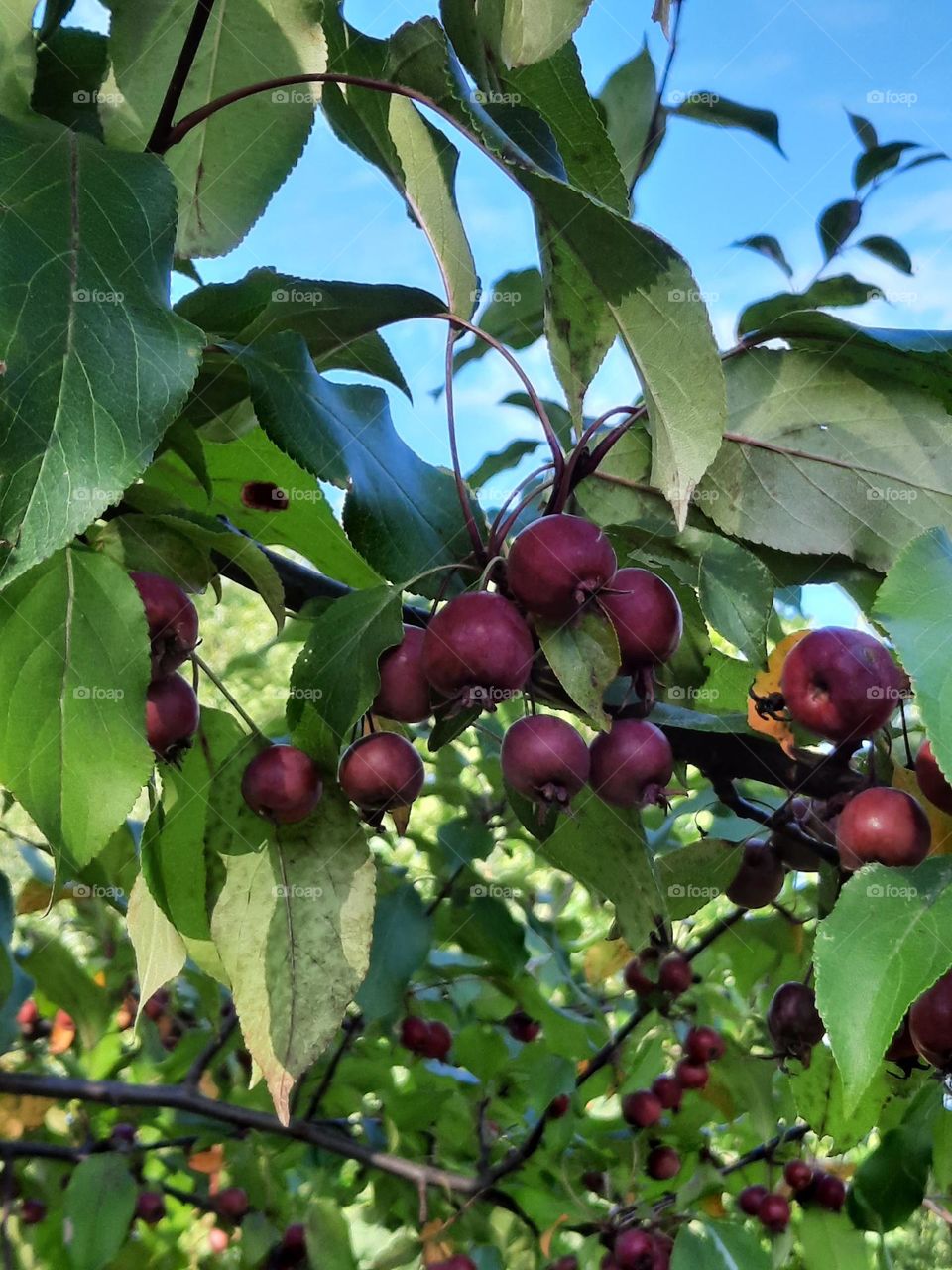 red crab apples on sunny day