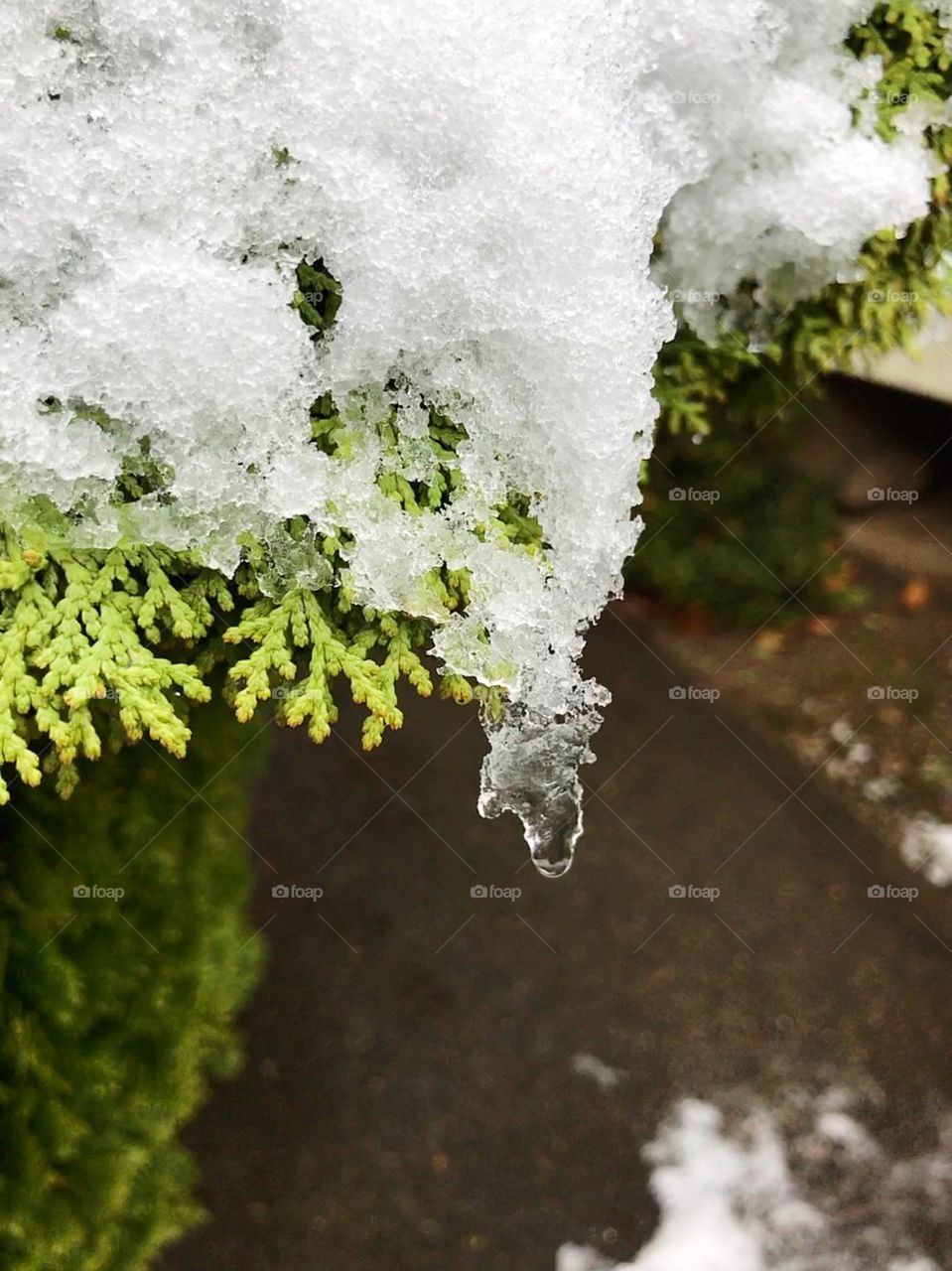 Snow in Japan