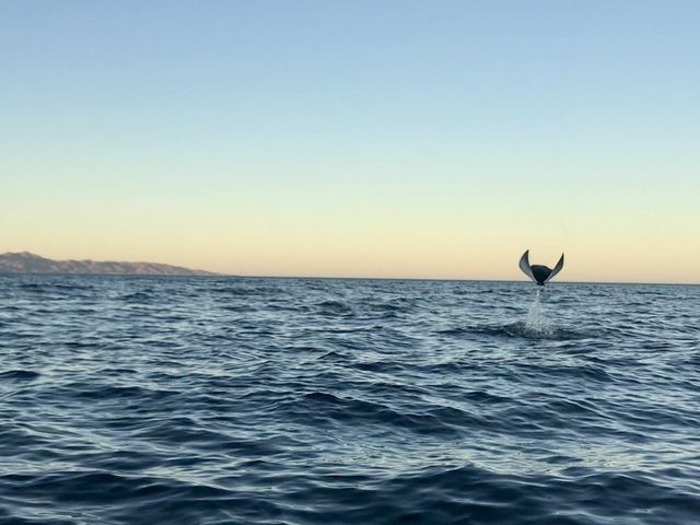 Fly away