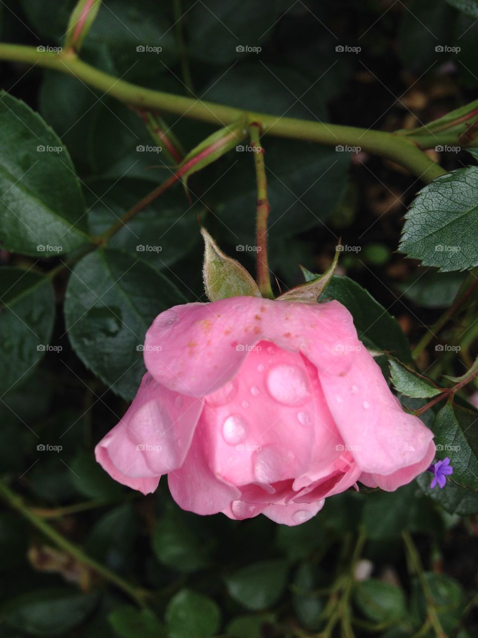 Pink rose after the rainfall