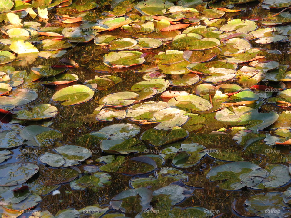 waterlilies in sunset