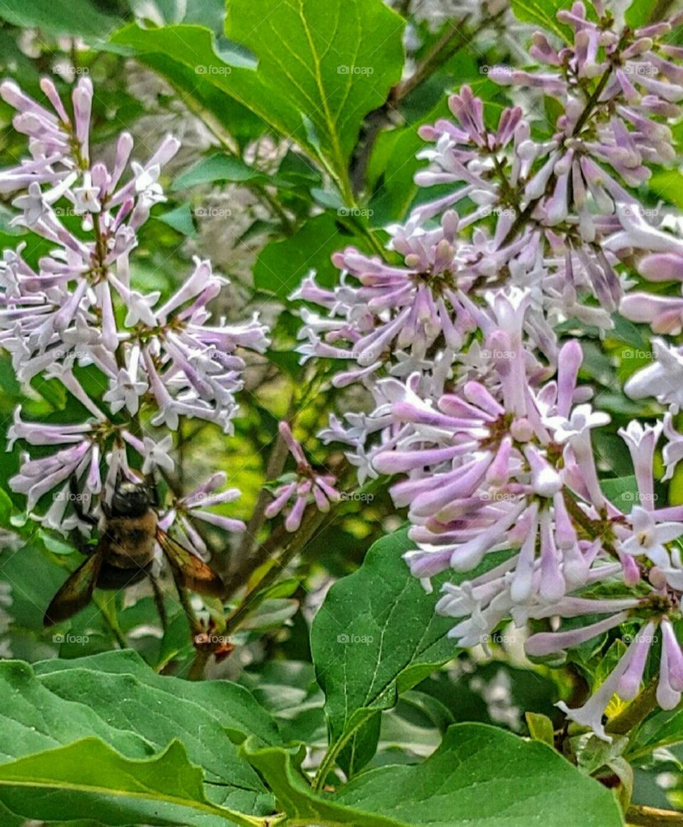 Queen Bee on the Lilacs!