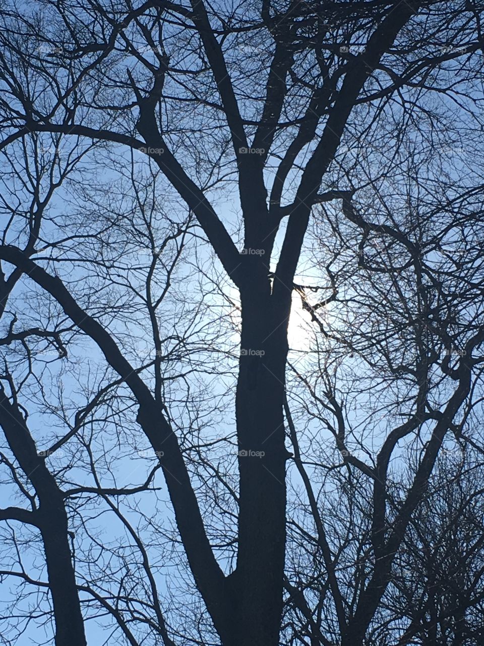 Sunshine through the branches