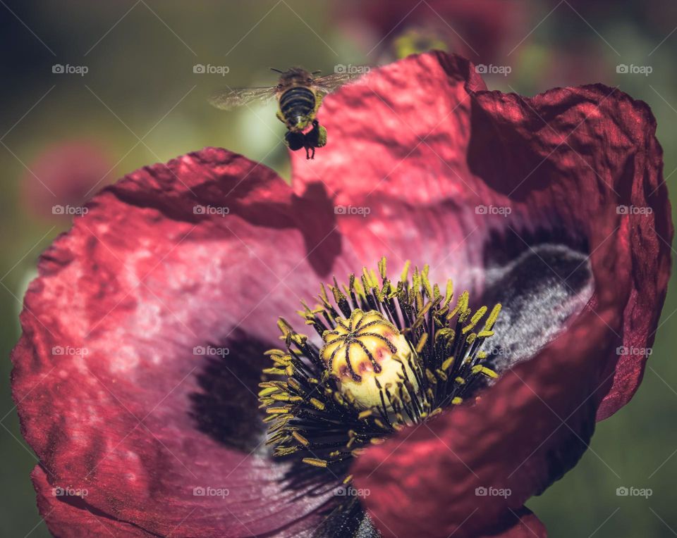 A honey bee hovers over a bright red poppy