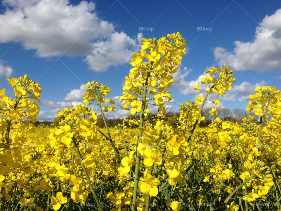 Yellow rapeseed flowers 