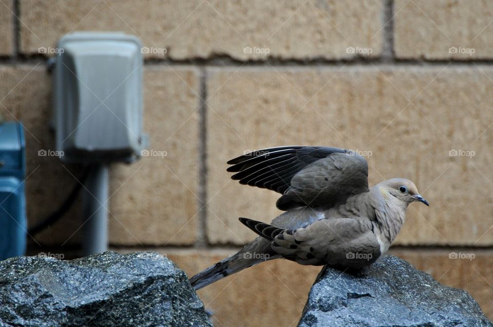 Dove stretching wings