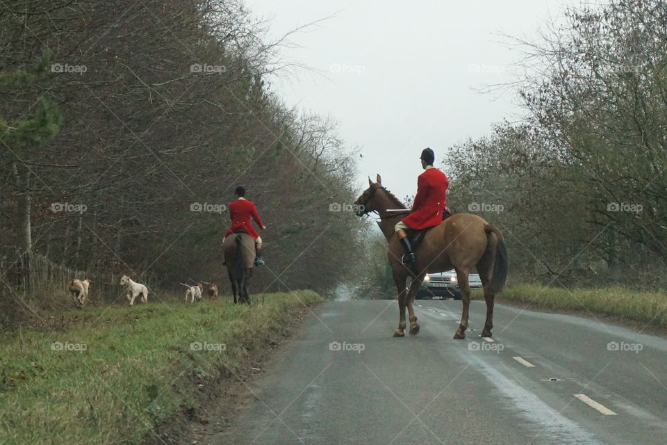 Horsemen wearing red jackets on a hunt 