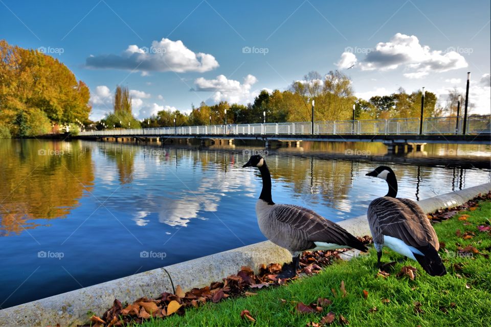 2 geese looking over a small lake with reflections and bridge on a sunny autumn day