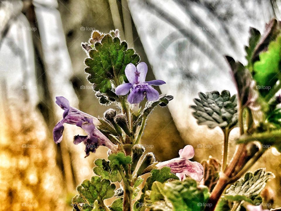 Forest flowers growing under a tree