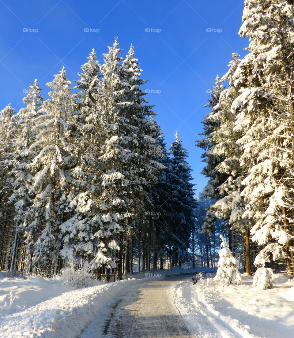 Winter landscape 