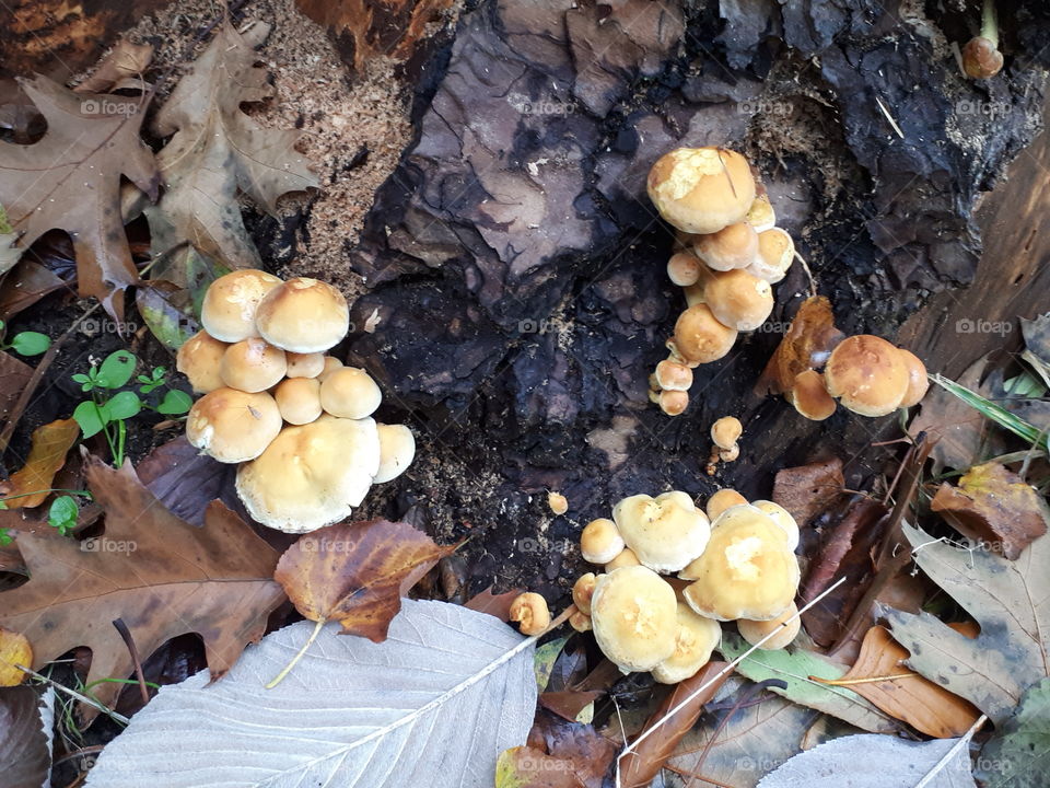 Fungus, Fall, Mushroom, Wood, Nature