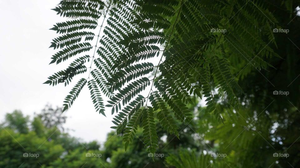 Leaves#nature