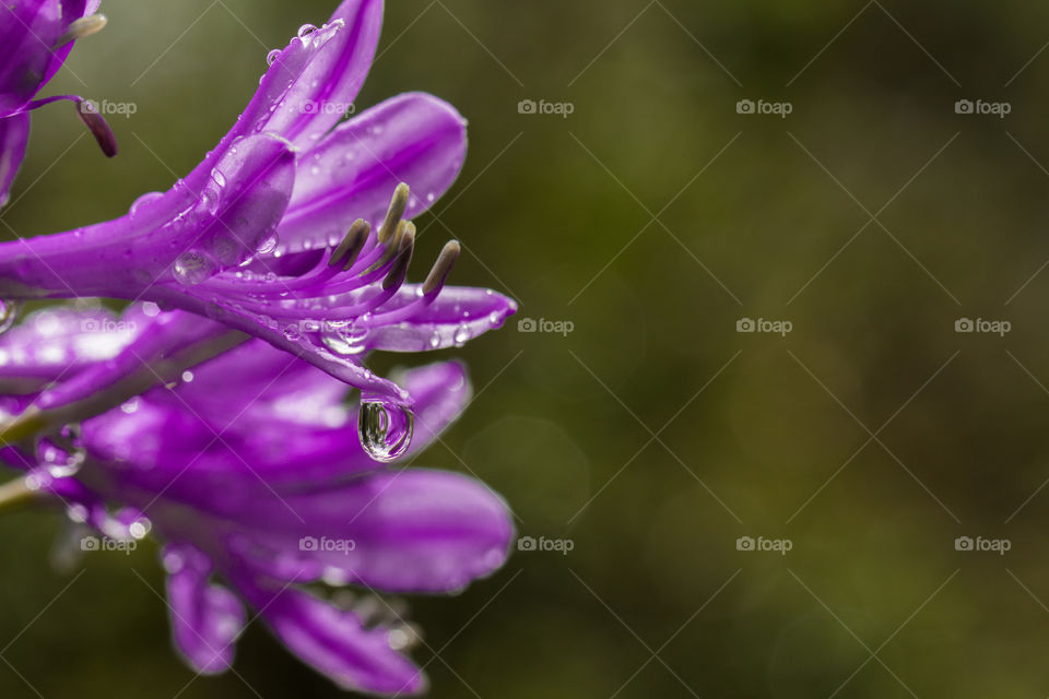 purple flower with water drop pending