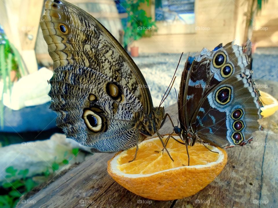 Tropical butterflies