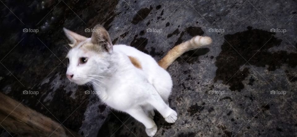 The white cat looks up asking its master for something.