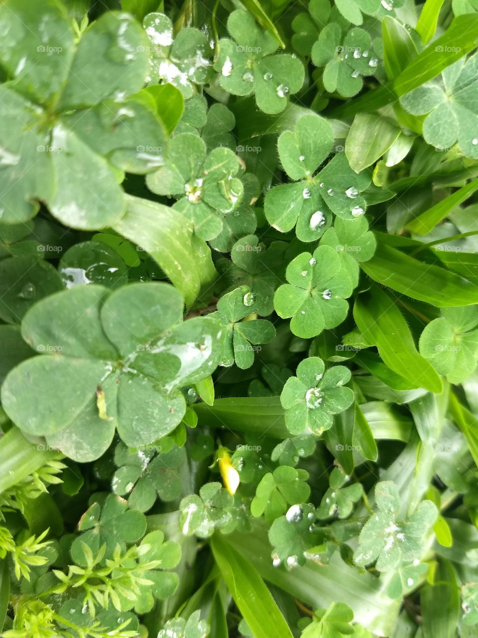 clovers and water drops