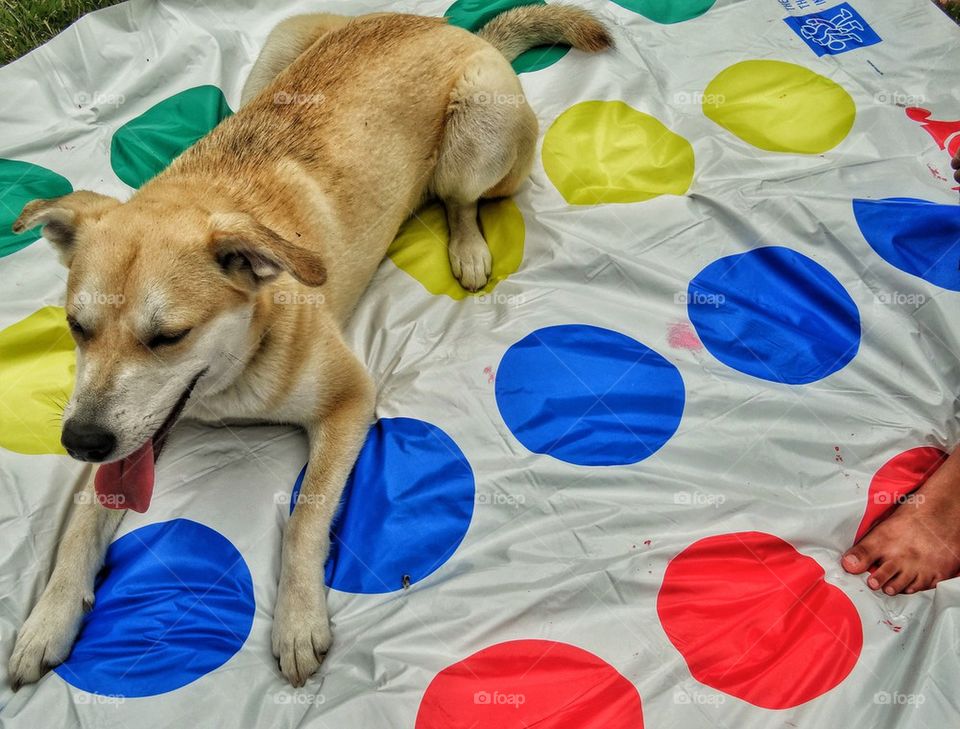 Dog Playing Twister