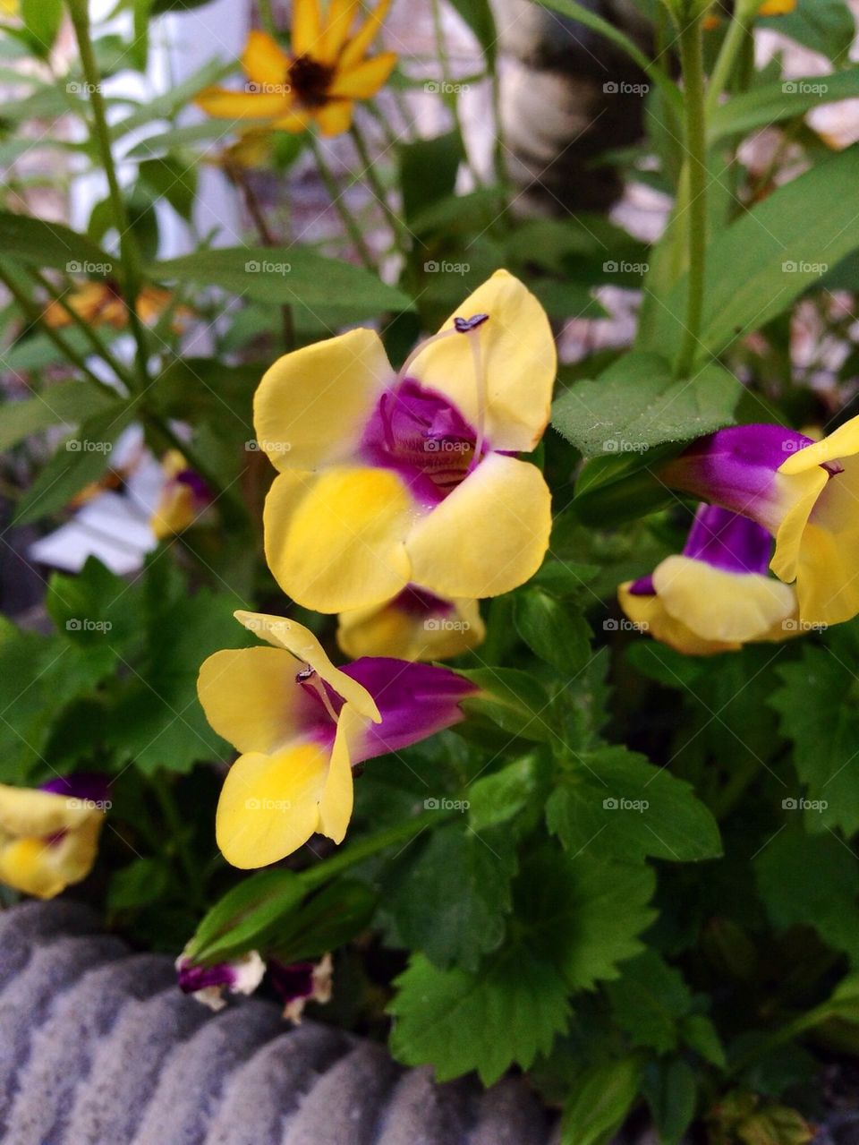 Yellow Flowers