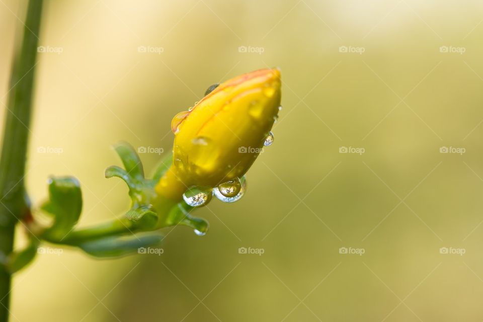 Macro Raindrops on flower bud
