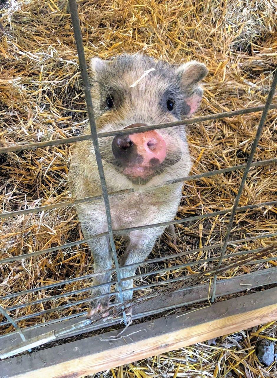 Pig begging for snacks and treats through hog pen gate. Looking innocent and sweet.