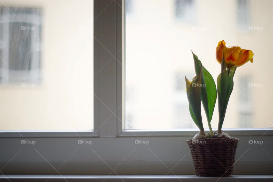 flower window berlin by Lan