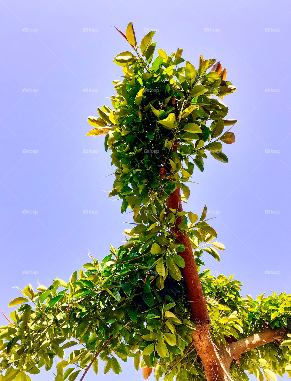 Green leaves and tree vs sky landscaping