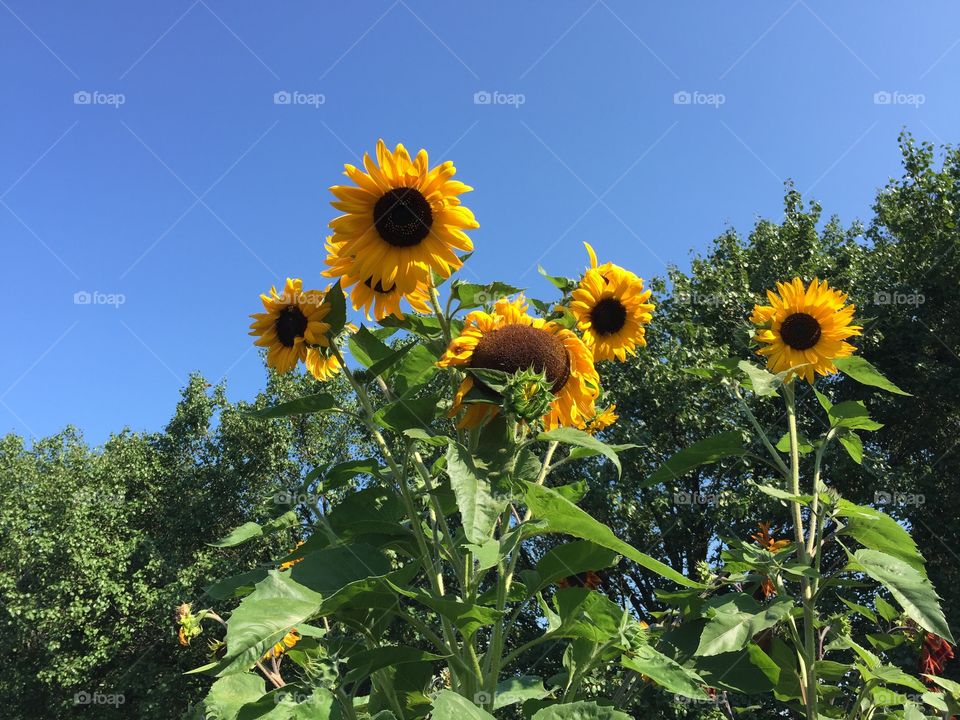 Yellow Sunflowers