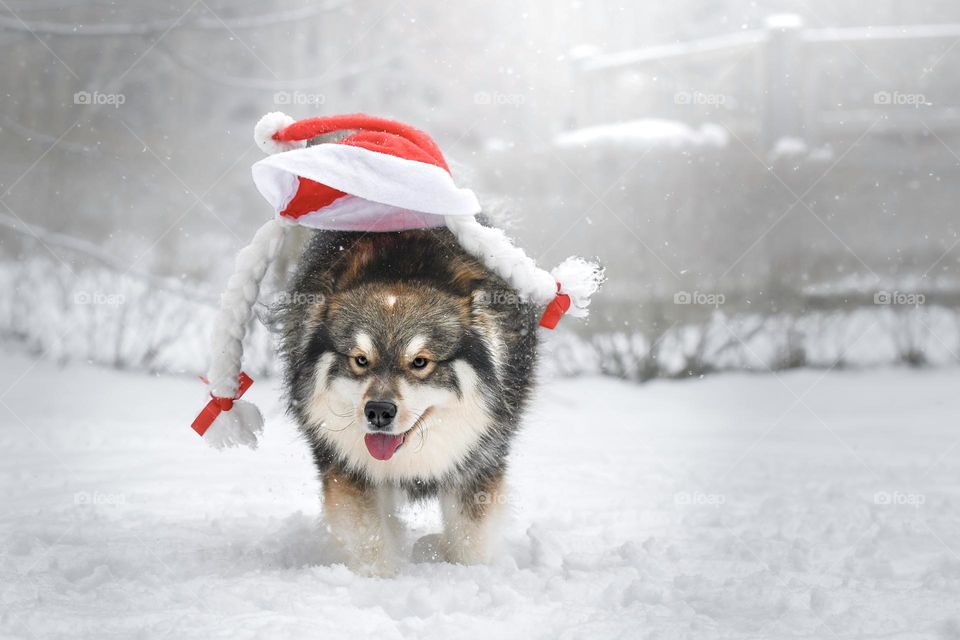 Dog and a santa hat