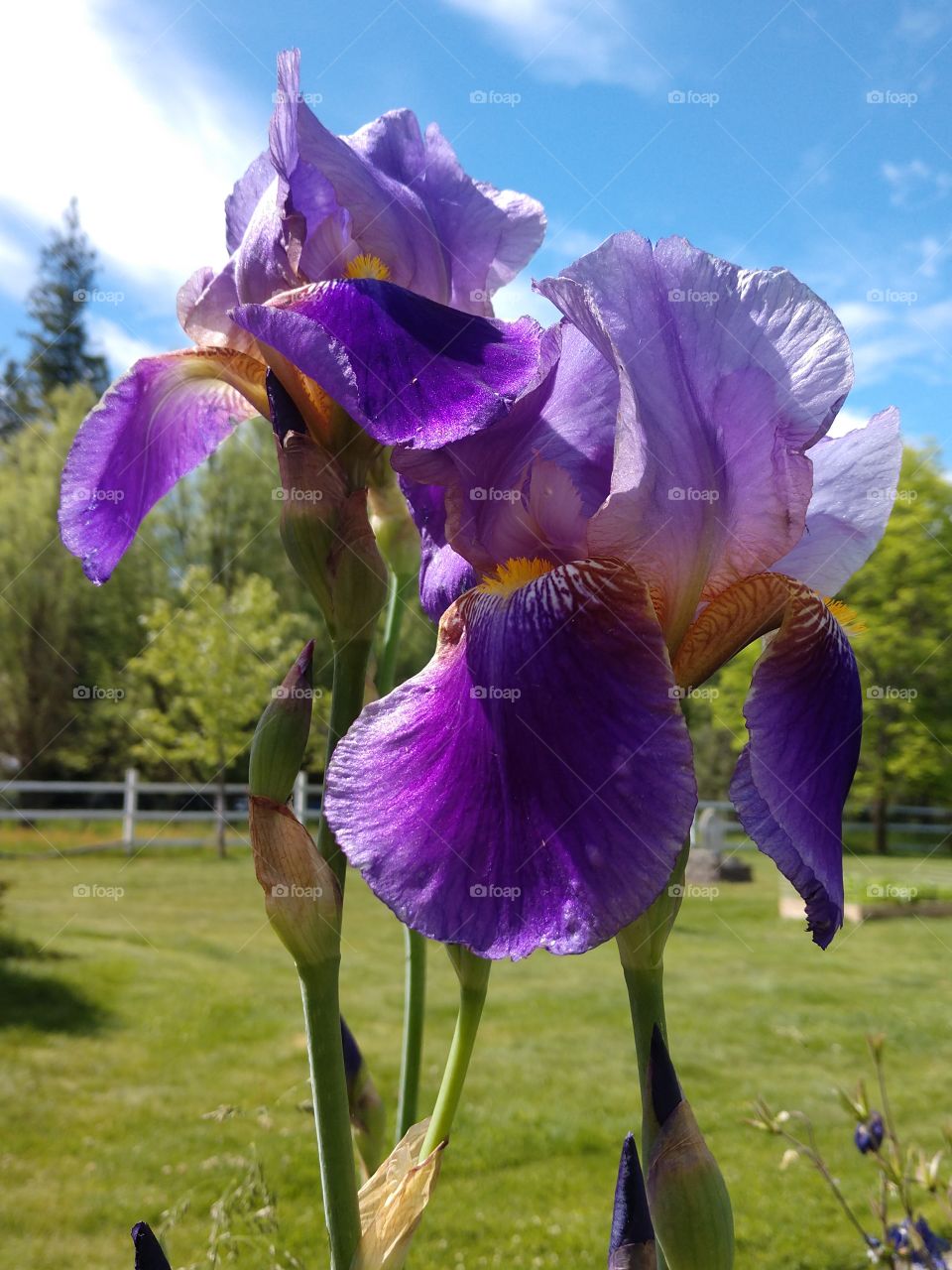 iris flower morning sky