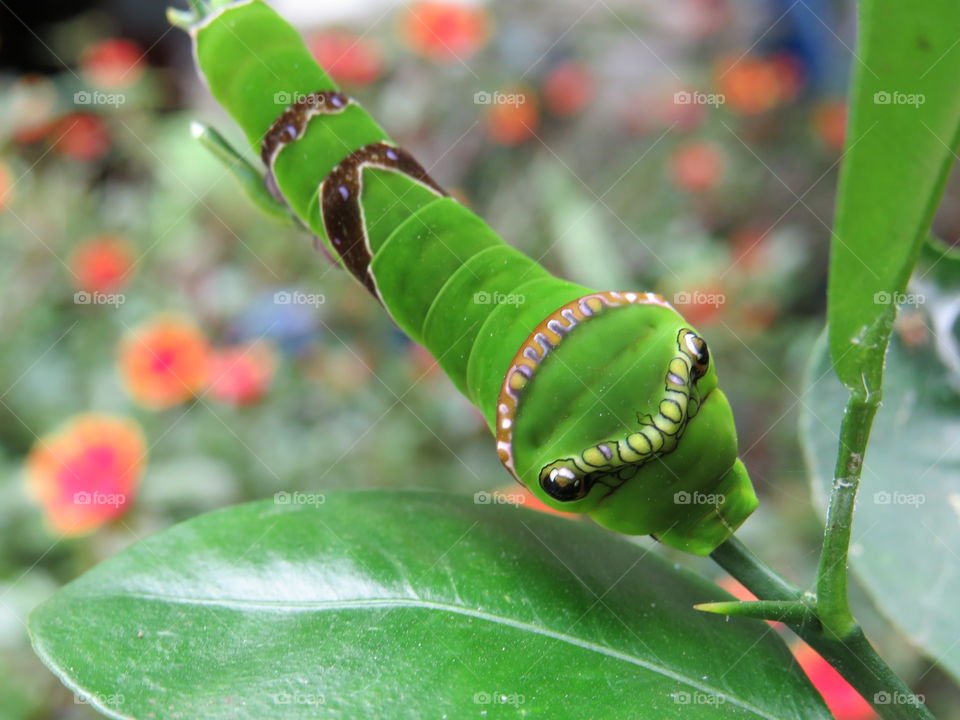 The caterpillar is green.
