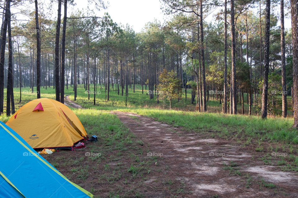 Camping in the forest full of trees and green grass