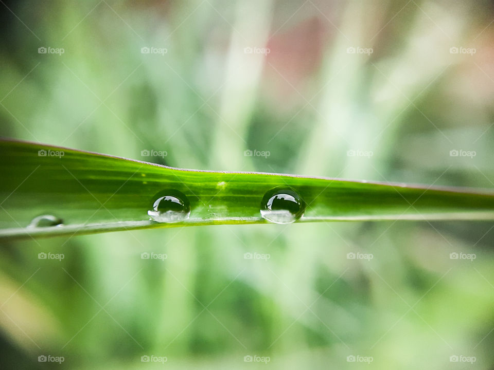 twin water droplets inside a blade of grass