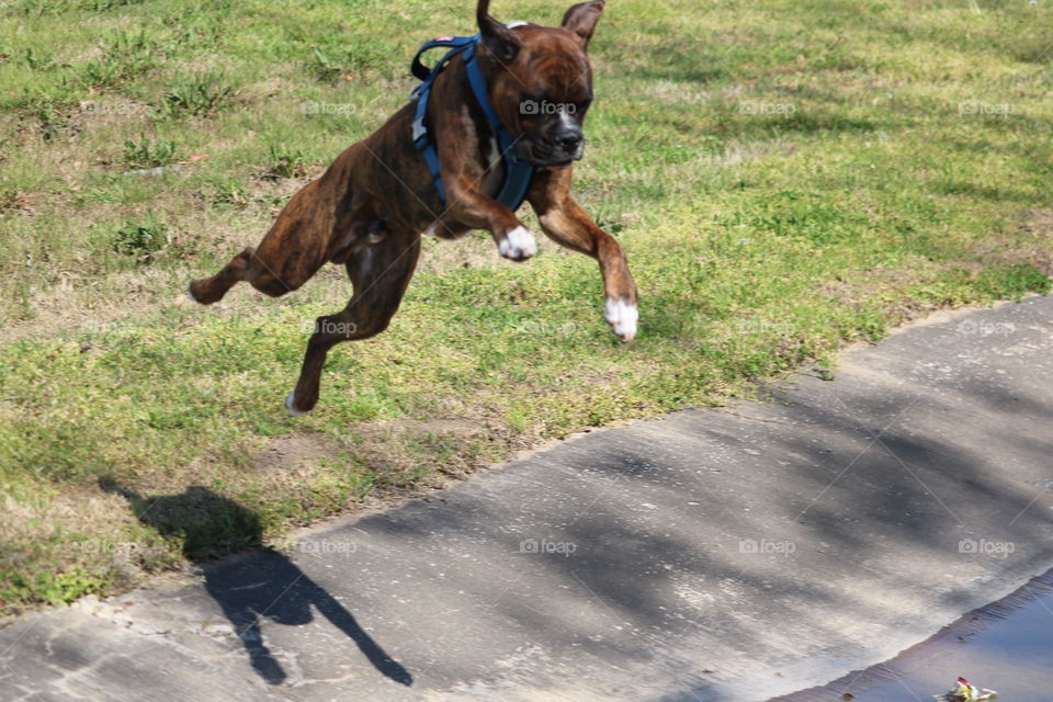 Leaping boxer