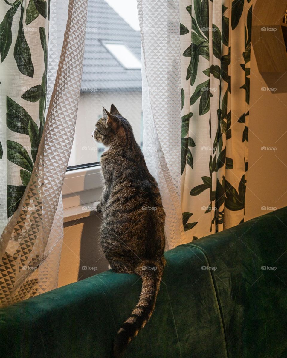 Cute cat looking out of the window 