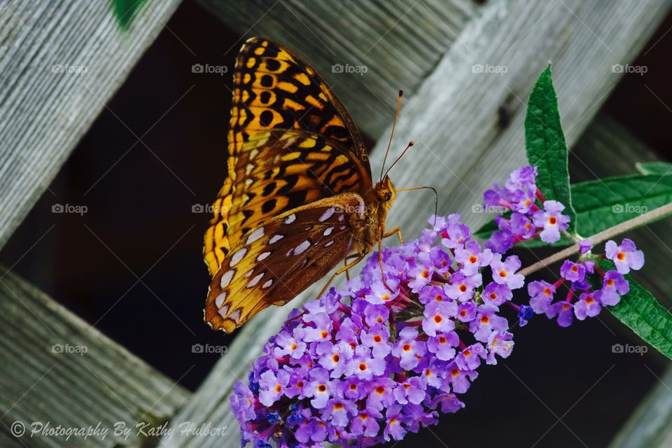 Butterfly On Butterfly Bush