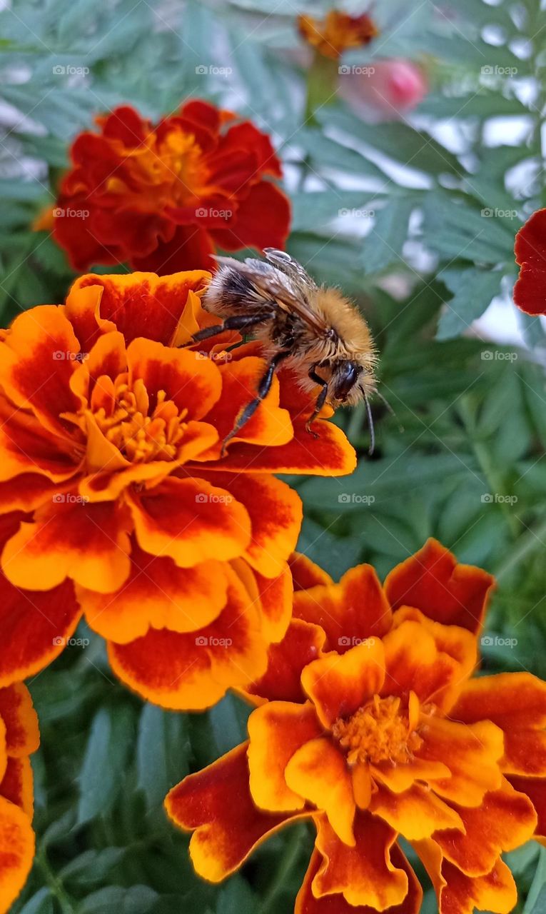 bumblebee on a flowers summer nature, mobile photography