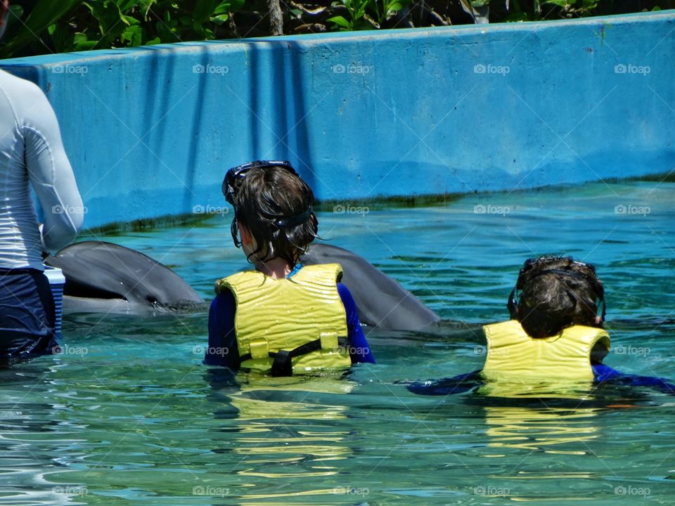 Swimming With Dolphins