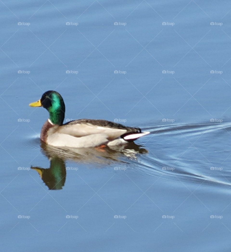 Male Mallard Duck