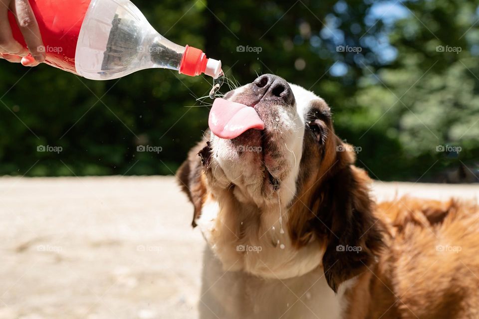 st Bernard dog drinking from bottle outdoor in hot summer day