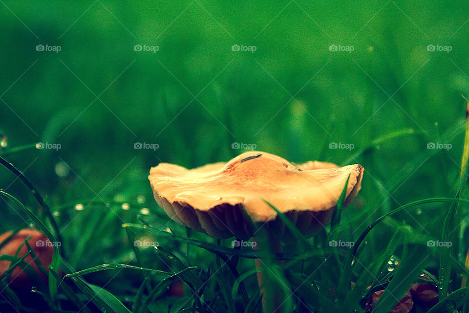 Mushroom
