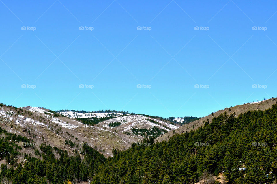 trees black hills by refocusphoto