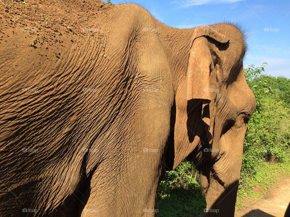 Elephant close up 