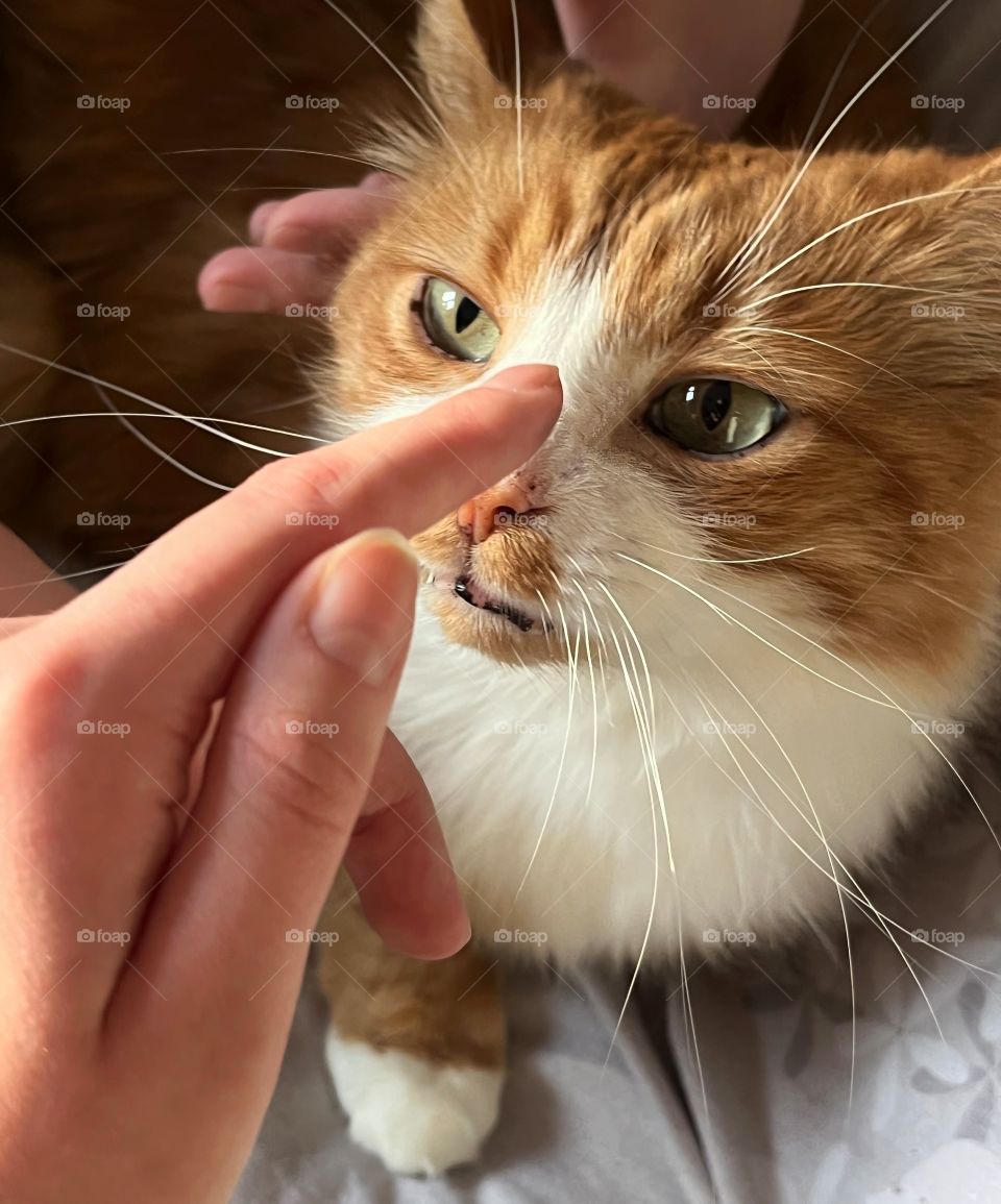 person playing with cat pet beautiful portrait and hands