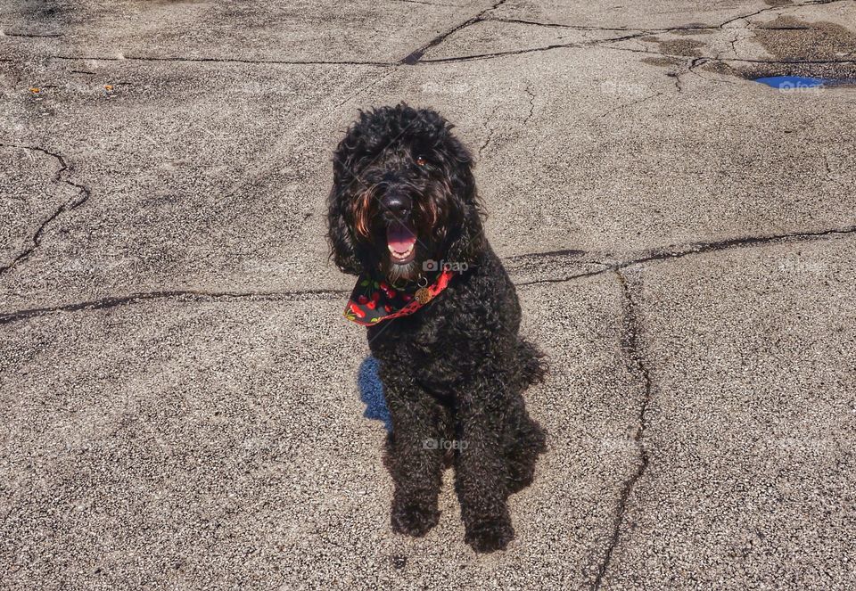 High angle view of dog